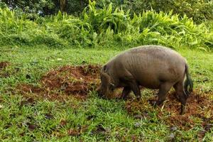 bearded pig digs the earth on a green lawn.
