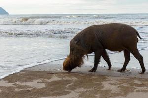 bearded pig walks along the sand on the beach