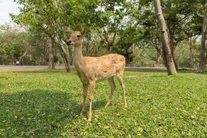 burmese brow-antlered deer, Eld 's deer, Thailand photo