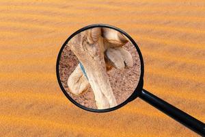 foot of a camel, view through a magnifying glass against the background of sand photo
