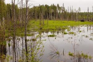 Swamp water forest trees landscape. photo