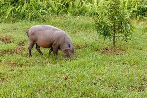 bearded pig eating green grass, Borneo, Malaysia photo