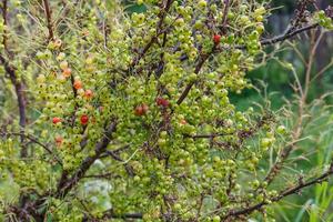 unripe currant berries on a branch on a bush, redcurrant photo