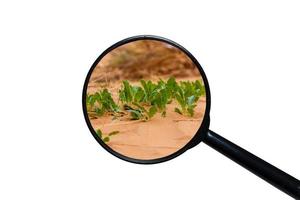 green grass growing through sand, view through a magnifying glass on a white background photo