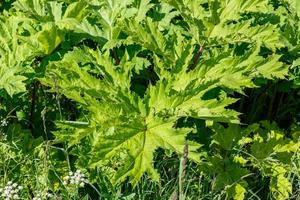 heracleum sosnowskyi. grandes hojas verdes de hogweed en un día soleado. foto