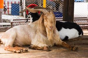 Two wild goat lying in a zoo photo