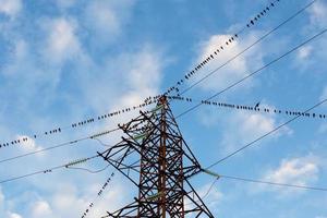 A large group of birds sitting on the power line wires photo