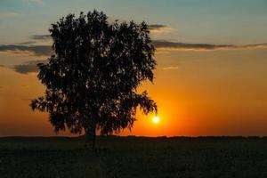 lonely birch in the field, sunset, summer photo