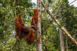 orangutan hangs on a branch and eats coconut photo