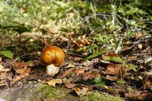 Edible mushroom, Valuy. russula foetens mushroom in forest photo