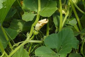 Young pumpkin growing from flower on vine. photo