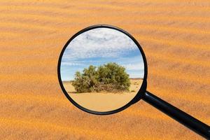 green shrub in the Sahara desert, view through a magnifying glass against the background of sand photo