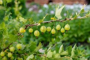 green gooseberries on a branch in the garden photo