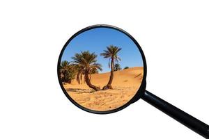 palmera en el desierto del sahara, vista a través de una lupa sobre un fondo blanco foto