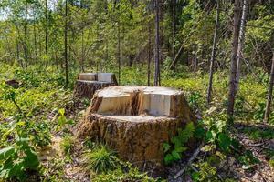tocones en el bosque, restos de árboles talados, deforestación foto