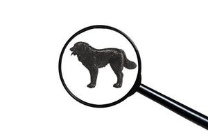 Caucasian Shepherd Dog, Silhouette of dog on white background, view through a magnifying glass photo