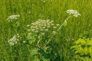 cow parsnip blooms on a meadow, Sosnowsky's hogweed, Heracleum sosnowskyi photo