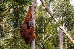 an orangutan sitting a tree and eating a coconut photo