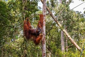 orangutan hanging on a branch, Borneo photo