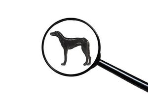 Pointing dog, Silhouette of dog on white background, view through a magnifying glass photo