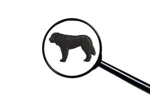 St. Bernard dog, Silhouette of dog on white background, view through a magnifying glass photo