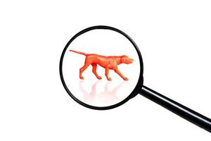 Russian Hound dog, Silhouette of dog on white background, view through a magnifying glass photo