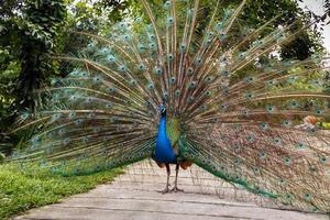 indian blue peafowl photo