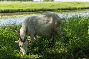 White goat eats grass in a meadow near the river. photo