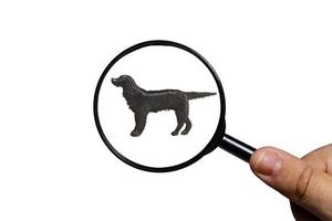 Irish Setter, Silhouette of dog on white background, view through a magnifying glass, magnifying glass in hand photo