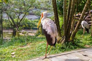 Yellow billed stork in Kuala Lumpur Zoo. photo