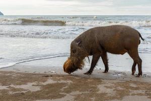 bearded pig walking along the beach photo
