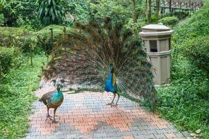 pavo real azul indio con la cola abierta delante de la hembra. foto