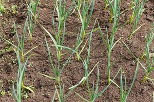 green garlic in the garden. Growing garlic in plant. photo