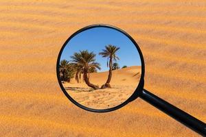 Palm tree in Sahara desert, view through a magnifying glass against the background of sand photo