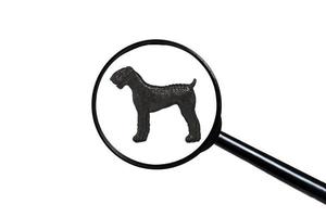 Airedale Terrier, Silhouette of dog on white background, view through a magnifying glass photo