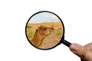 camel head, view through a magnifying glass on a white background, magnifying glass in hand. photo