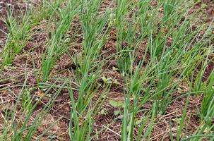 green onions growing in the garden, Onion plantation photo