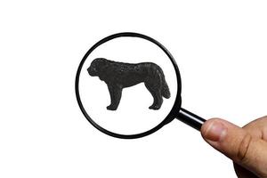 St. Bernard dog, Silhouette of dog on white background, view through a magnifying glass, magnifying glass in hand photo