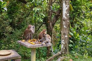 Three monkeys eat bananas on a stone table photo