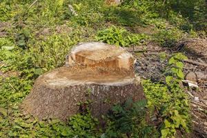 a spruce stump in the summer forest photo