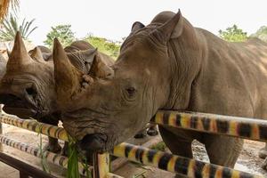 head white rhino munching grass photo