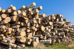 white birch tree logs heap, forest tree diversity photo