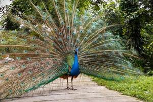 indian blue peafowl. photo