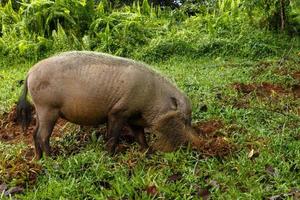 bearded pig digs the earth on a green lawn in the jungle. photo