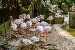 flock of flamingos in the zoo, greater flamingo photo
