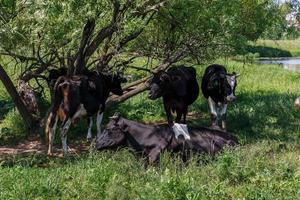 A herd of cows is resting in the shade of a tree in a meadow near the river. photo