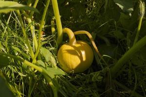 Fresh small yellow pumpkin on a plant photo