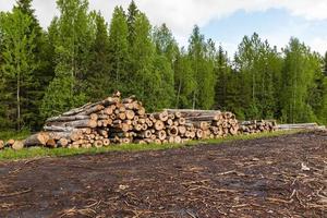 A big pile of wood in a forest photo