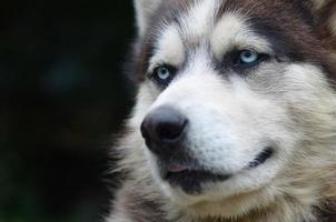 Arctic Malamute with blue eyes muzzle portrait close up. This is a fairly large dog native type photo