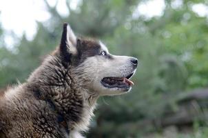 Arctic Malamute with blue eyes muzzle portrait close up. This is a fairly large dog native type photo